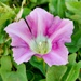 Hedge Bindweed
