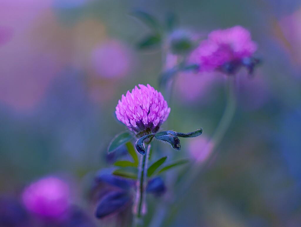 Clover by lynnz
