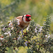 Goldfinch in the Rosemary