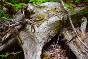 14th Jun 2025 - A Multitude of Forest Characters