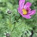 Cosmos