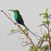  Malachite Sun Bird 