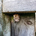 Wasps on Nest