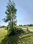 14th Jun 2025 - A morning walk