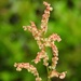 Heartwing sorrel...