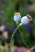13th Jun 2025 - Poppies