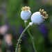 Poppies