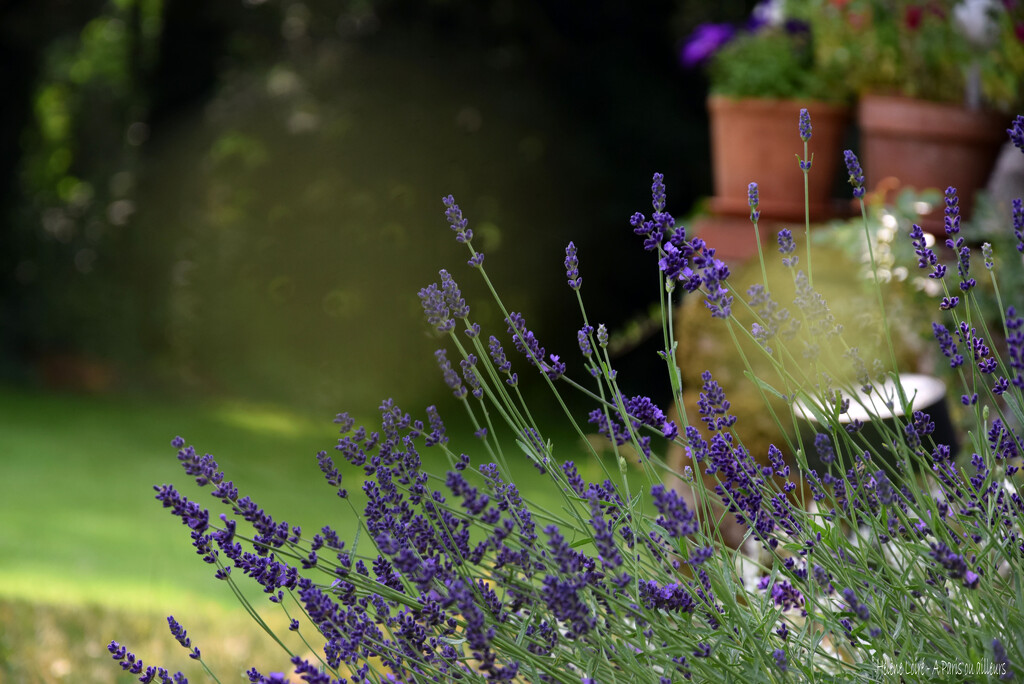 Lavender by parisouailleurs