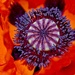 Purple and Orange