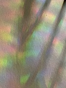 15th Jun 2025 - Light