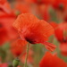 Poppy Field