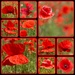 Lincs’ Poppy Field #01