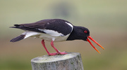 15th Jun 2025 - Oystercatcher