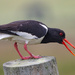 Oystercatcher