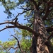Wild Tree