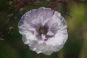 15th Jun 2025 - Grey Poppy