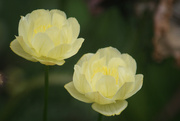 14th Jun 2025 - Trollius