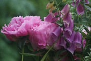 13th Jun 2025 - Peony and foxglove