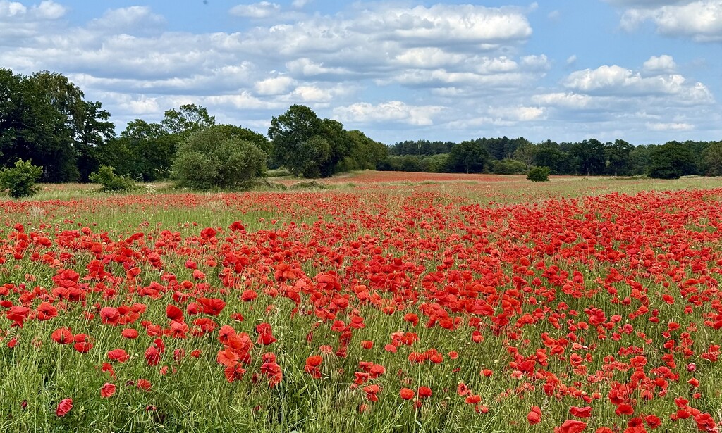 Poppy Field by carole_sandford