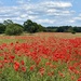 Poppy Field