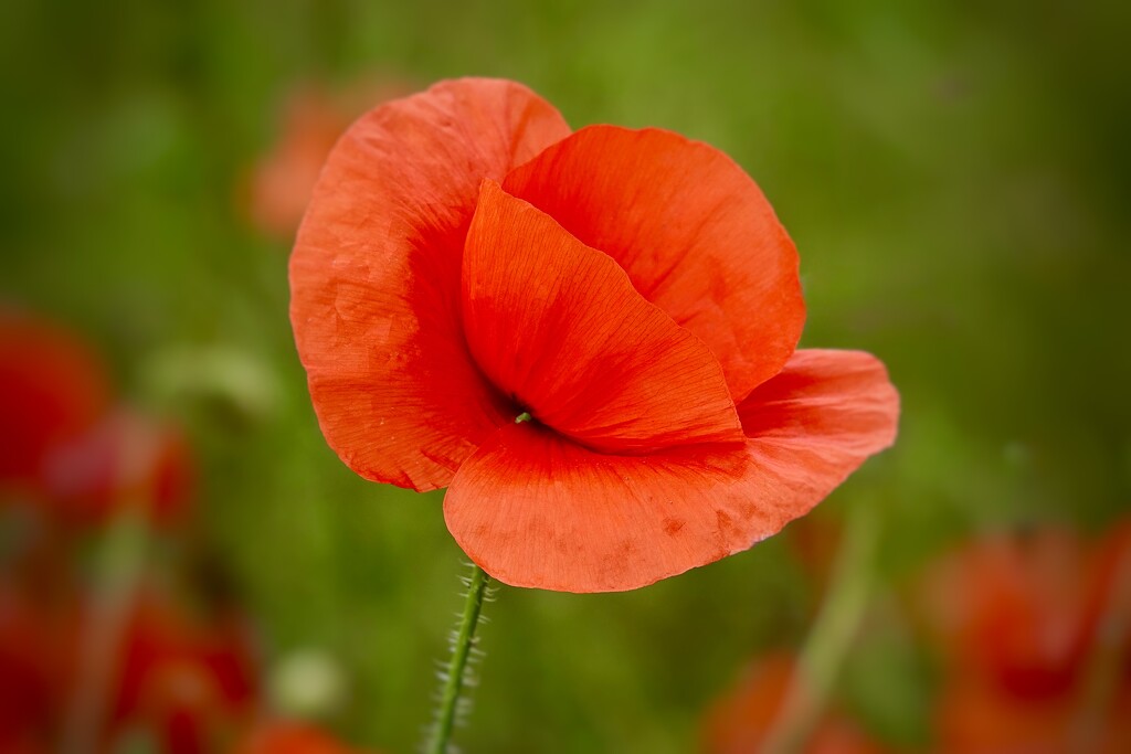 A Single One by carole_sandford