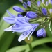 The First Agapanthus