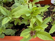 15th Jun 2025 - Leaves