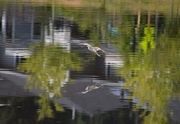 15th Jun 2025 - Killdeer in Flight