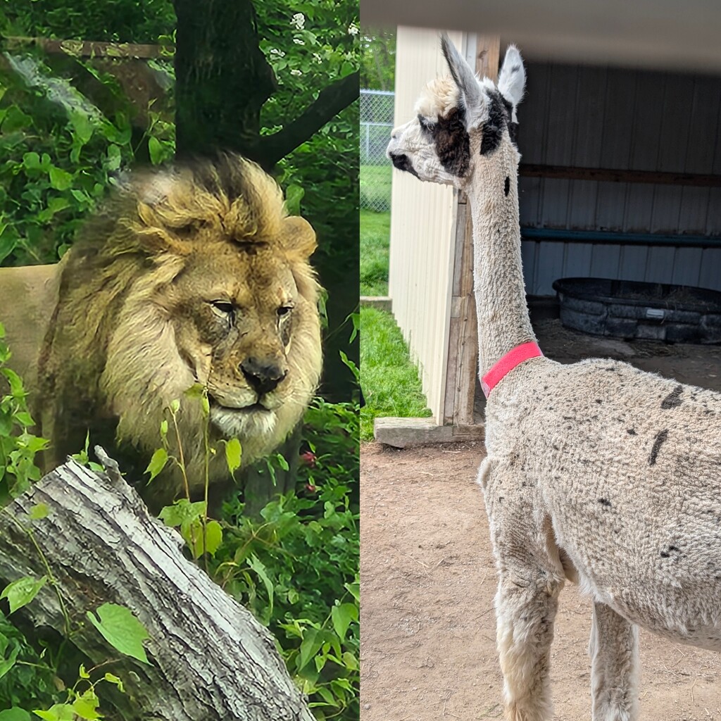 Animal Alphabet -L by photogypsy