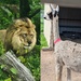 Animal Alphabet -L