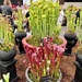 Carnivorous Plants
