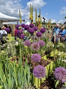 15th Jun 2025 - Alliums
