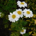 feverfew