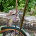 masses more aphids