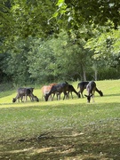 15th Jun 2025 - So many.. 