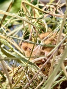 16th Jun 2025 - Mouse asleep. 