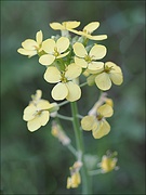11th Jun 2025 - Hopeful Yellow