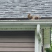 In The Gutter 