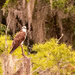 The Distant Osprey!