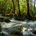 Whangamaire Stream