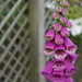 by the garden fence