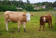 15th Jun 2025 - Simmental cattle