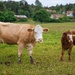 Simmental cattle