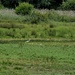 Water birds 