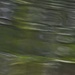 Ripples 15