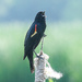 Red Wing Blackbird's Song