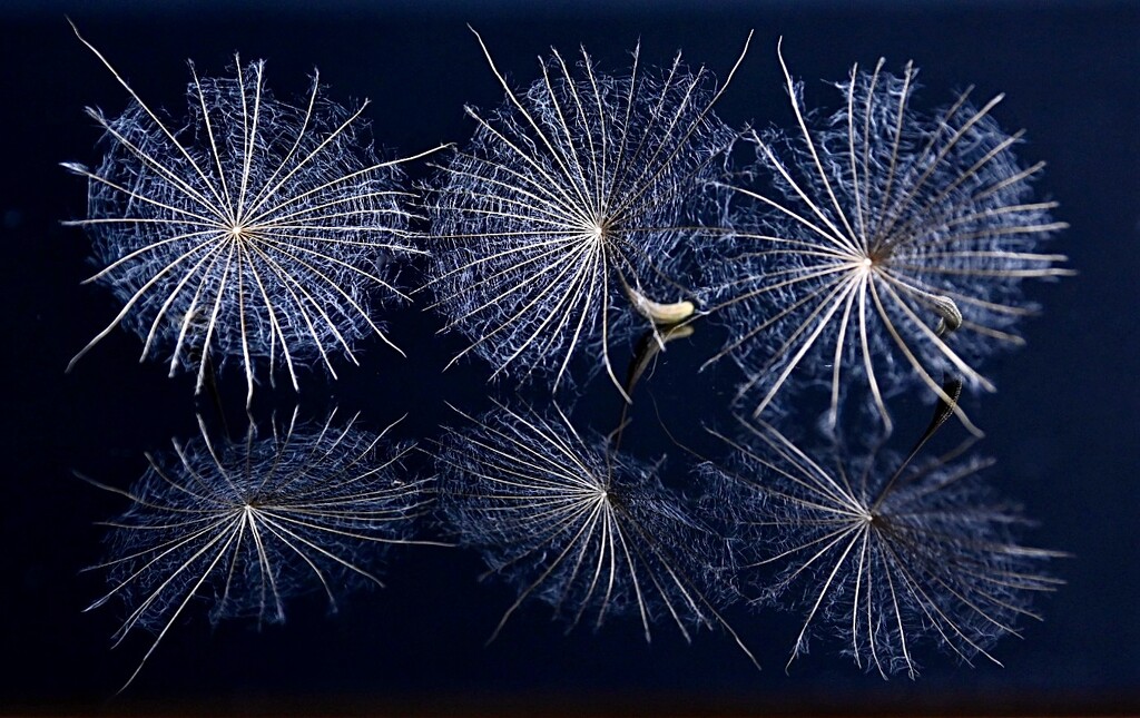 Reflected seed heads  by wakelys
