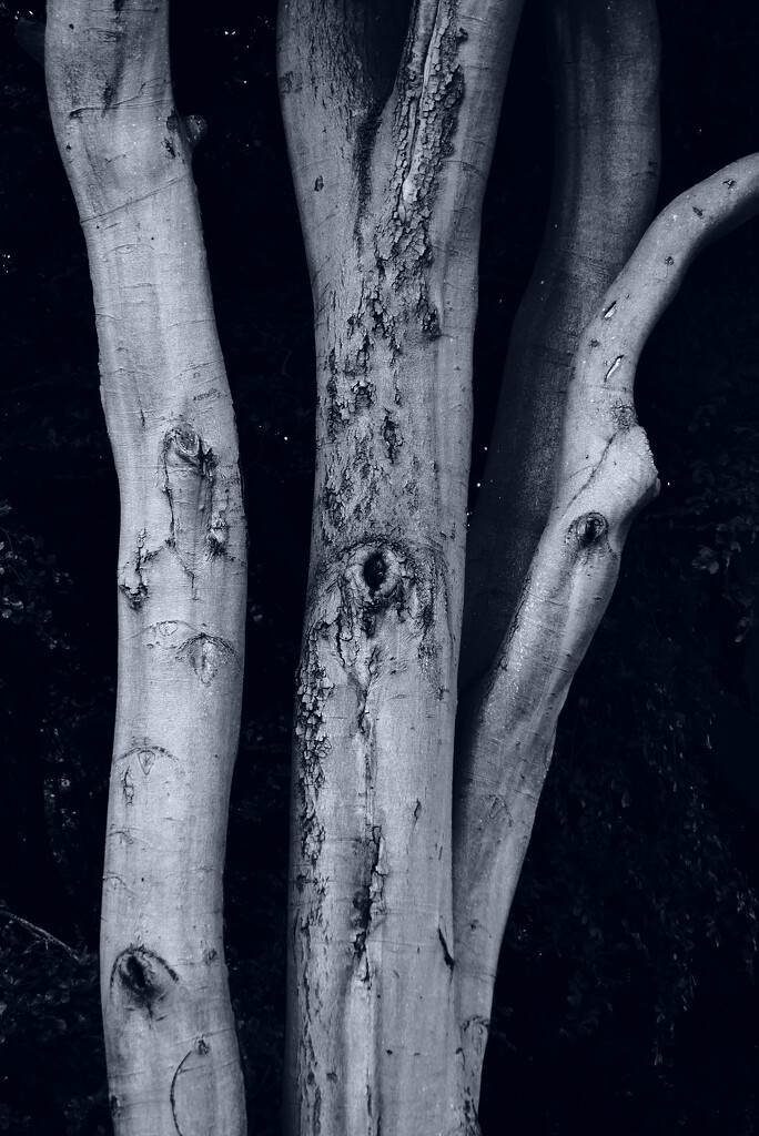 Seeing limbs by dgrpad
