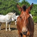 Today I met me a mule, who was oh so cool !