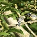 Hungry Fledgling 